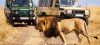 Tafari Safaris