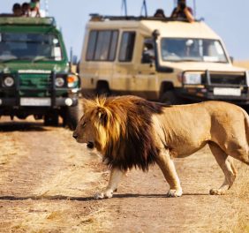 Tafari Safaris