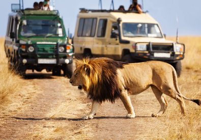 Tafari Safaris